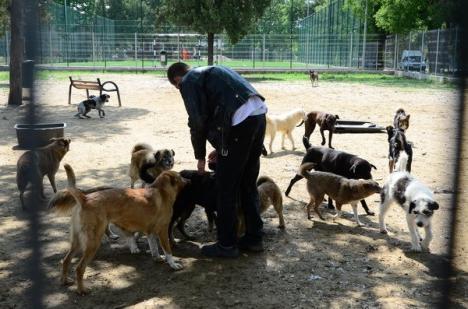 Scandalul câinilor vagabonzi: peste 2.000 de mesaje pro şi contra Primăriei primite la Prefectură